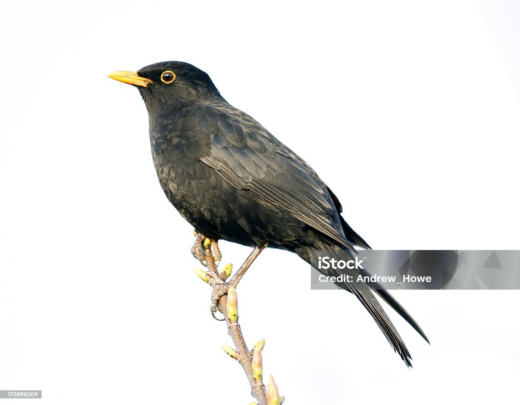 Blackbird (Turdus merula) - Стоковые фото Чёрный дрозд роялти-фри