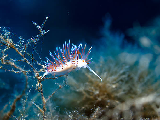istock nudibranch Cratena peregrina 172898253