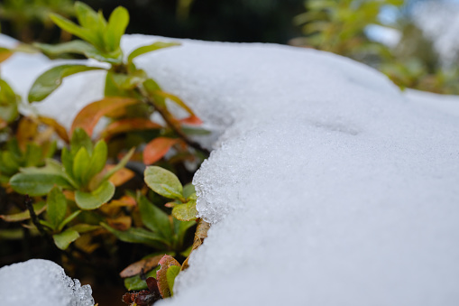cold snow on plants