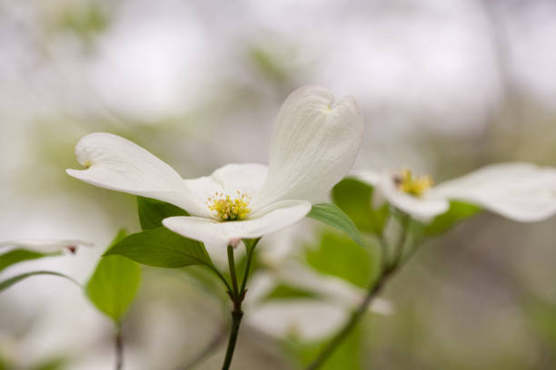 istock Dogwood  Spiritual 172898335