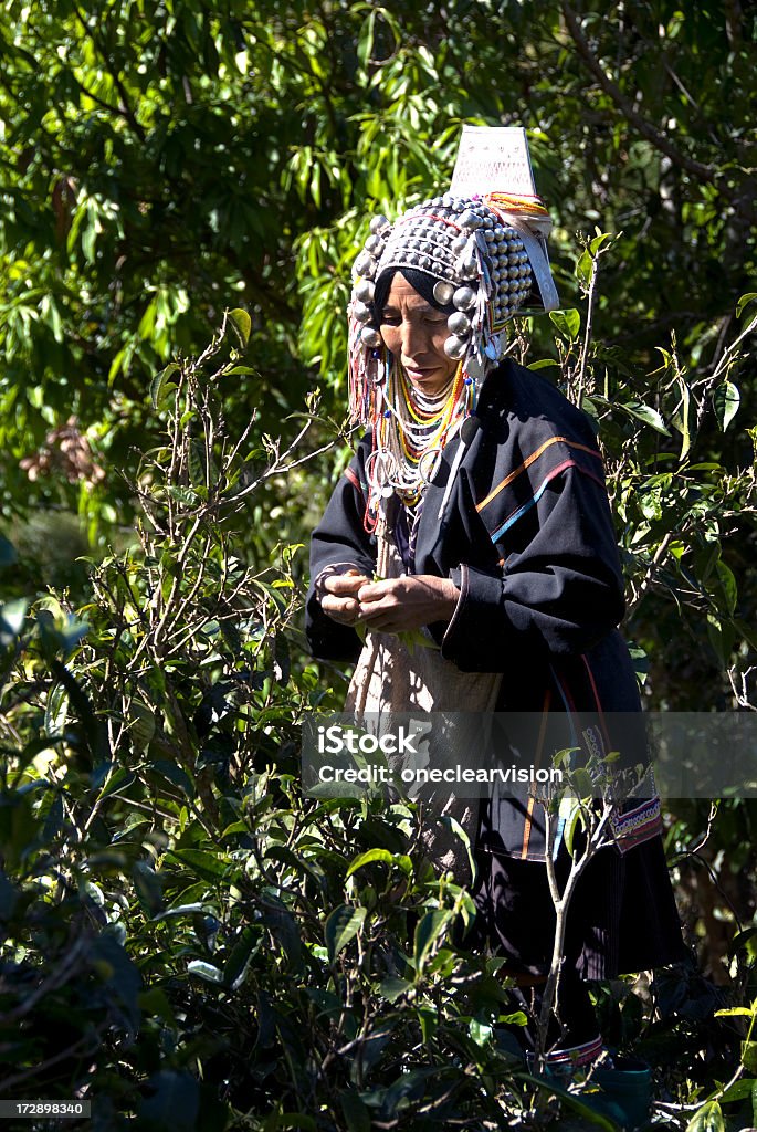 Colheita de chá Akha mulher - Foto de stock de Adulto royalty-free