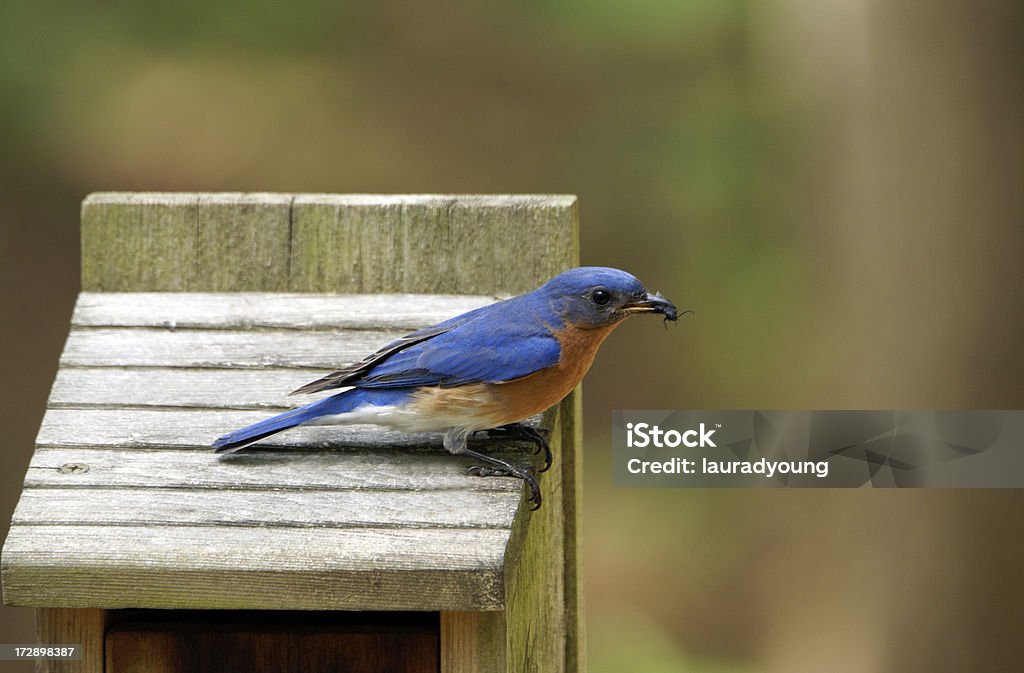 Männliche Bluebird mit Käfer - Lizenzfrei Blau Stock-Foto