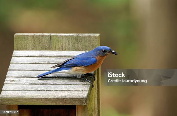 Мужской Bluebird С Жуком — стоковые фотографии и другие картинки Без людей - Без людей, Гнездо животного, Горизонтальный