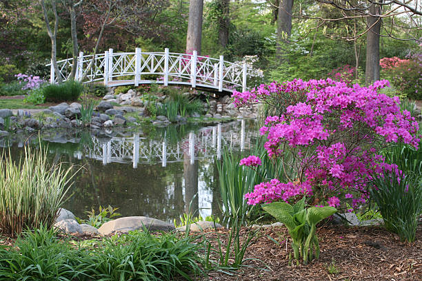 istock garden bridge and azalea 172898534