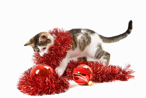 Cтоковое фото Полосатая кошка и white Kitten with tinsel