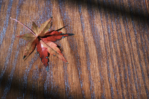 close up of red autumn leaves