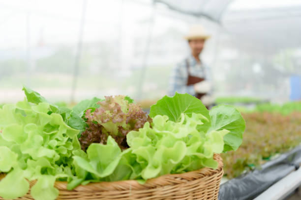 l'agricoltore asiatico maschio utilizza il computer portatile per monitorare l'attività di giardinaggio di verdure, verdure da insalata, verdure biologiche, coltivate con acqua. - farmer laptop selling internet foto e immagini stock