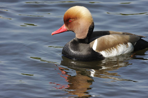 istock Ginger eyelash on red crested pochard Netta rufina 172898696