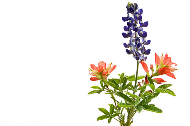 fleurs sauvages sur blanc - indian paintbrush photos et images de collection