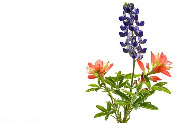 "bluebonnets & indian paintbrush on whiteFor spring/easter images, check out my"