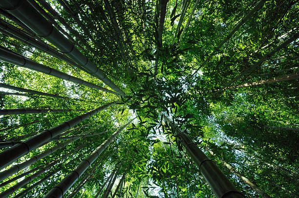 di bambù canopy - giant bamboo foto e immagini stock