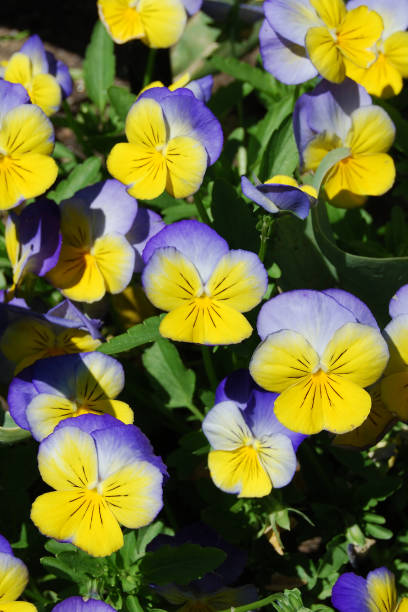istock Lavender And Yellow Pansies 172898952