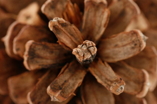 Close up of a pine cone.