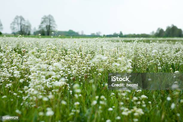 Paisagem Flores De Primavera Branca - Fotografias de stock e mais imagens de Agricultura - Agricultura, Ajardinado, Ao Ar Livre