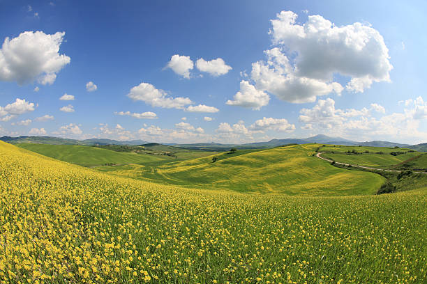 istock Yellow meadow in Val d'Orcia Tuscany, Italy 172899190
