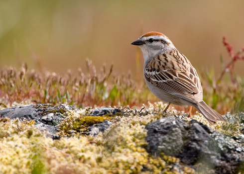 Chipping Sparrow in a Wildlfower Meadow