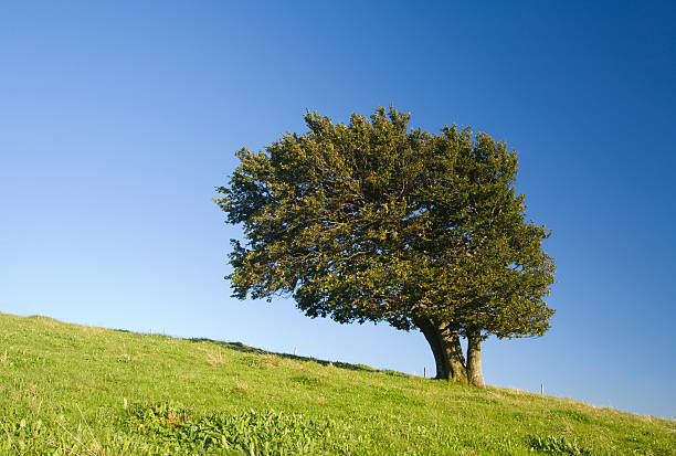 beech tree stock photo