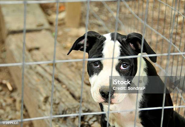 Buena Propietario Quería Foto de stock y más banco de imágenes de Jaula - Jaula, Perro, Tristeza