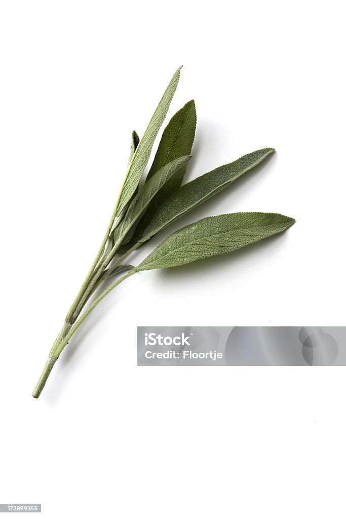 Fresh Herbs: Sage More Photos like this here... Sage Stock Photo