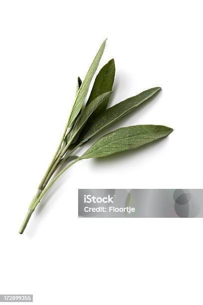 Fresh Herbs Sage Stock Photo - Download Image Now - Sage, White Background, Leaf
