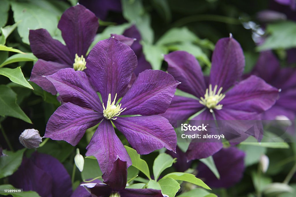 Púrpura clematis - Foto de stock de Clemátide libre de derechos