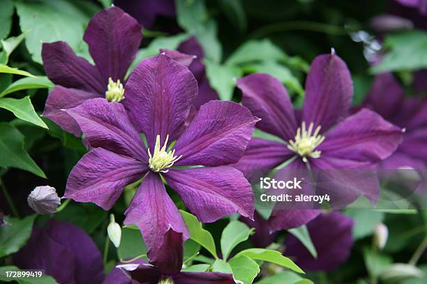 Púrpura Clematis Foto de stock y más banco de imágenes de Clemátide - Clemátide, Flor, Flora