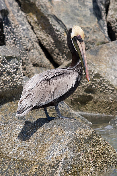 istock Brown Pelican against rocks 172899589