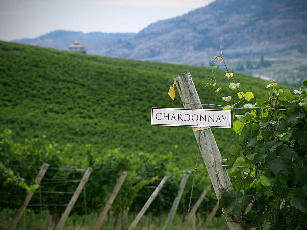 campos chardonnay - kelowna chardonnay grape vineyard grape imagens e fotografias de stock