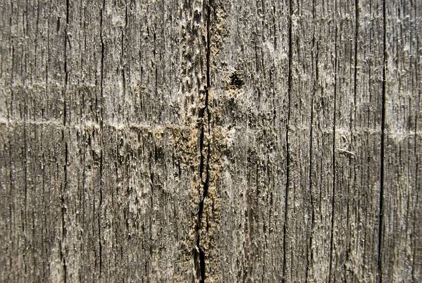wood grain texture background