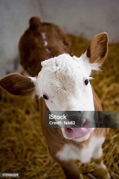 Closeup Di Un Vitello Marrone Con Testa Bianca - Fotografie stock e altre immagini di Piccolo - Piccolo, Vacca, Agricoltura