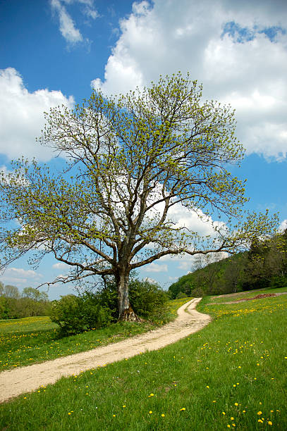 Natura ścieżki – zdjęcie