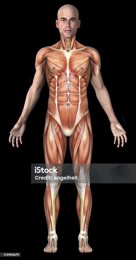 Le corps d'un homme avec les muscles - Photo de Musclé libre de droits
