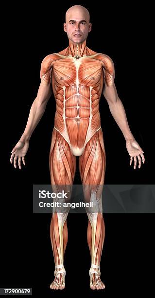 人体の男性筋肉 - 正面から見た図のストックフォトや画像を多数ご用意 - 正面から見た図, 筋肉質, カットアウト