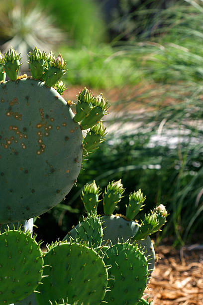 Cactus stock photo