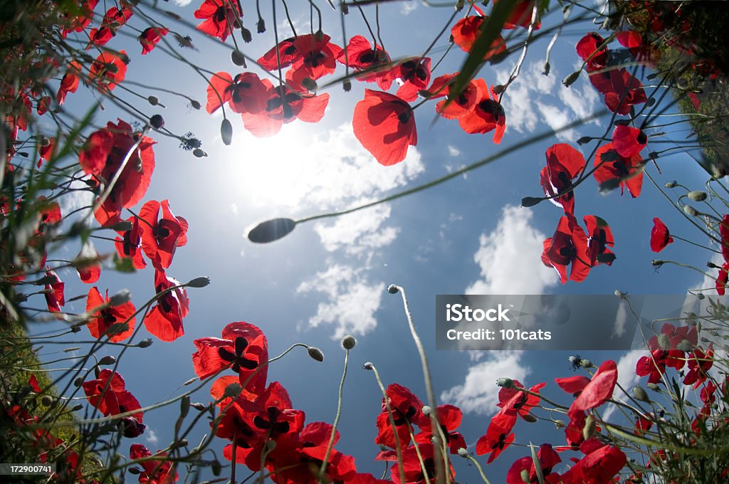 Blumen - Lizenzfrei Abgeschiedenheit Stock-Foto