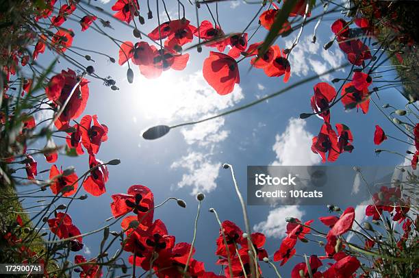 Blumen Stockfoto und mehr Bilder von Abgeschiedenheit - Abgeschiedenheit, Blatt - Pflanzenbestandteile, Blau