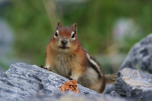 Curious Golden-mantled Ground squirrel (spermophilus lateralis) on rocks.