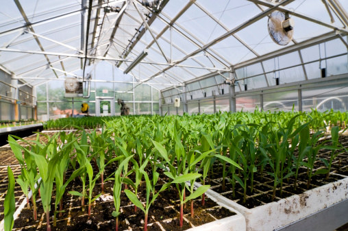 Corn seedlings in a small greenhouse. More photos of this series:
