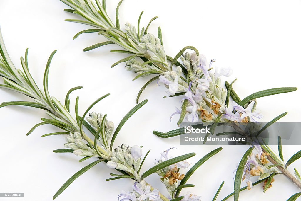 Fresh Rosemary (Rosmarinus officinalis) on White This Picture is made in my Daylight Studio.Related images: Blossom Stock Photo