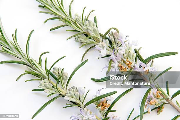 Fresh Rosemary On White Stock Photo - Download Image Now - Blossom, Botany, Choice