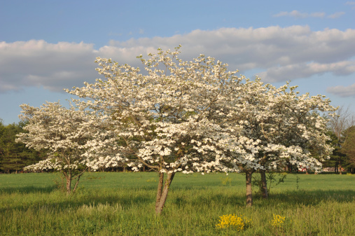 White dogwoods in blossom