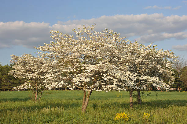 White Dogwoods in Blossom White dogwoods in blossom dogwood trees stock pictures, royalty-free photos & images