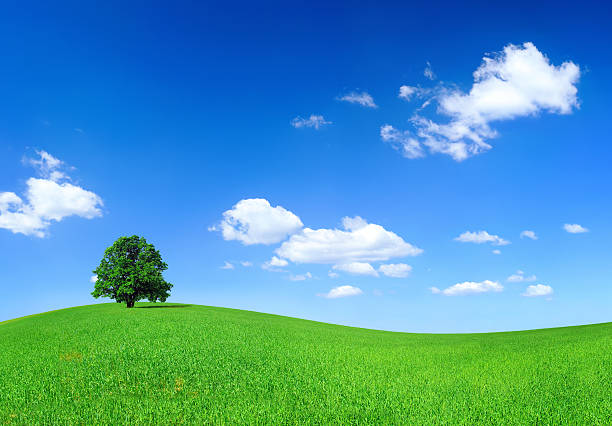 istock Green field and lonely tree - Landscape 172901571