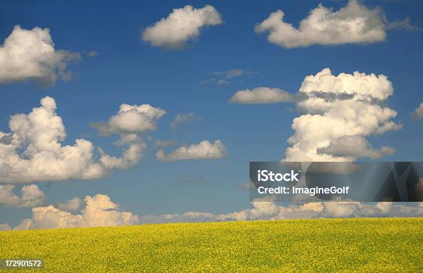 Raps Und Blauer Himmel Stockfoto und mehr Bilder von Bildhintergrund - Bildhintergrund, Bildkomposition und Technik, Blau