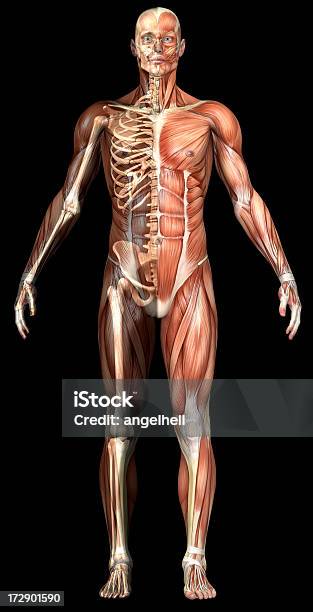 Cuerpo Humano De Un Hombre Con Los Músculos Y Estructura Troquelada Transparente Foto de stock y más banco de imágenes de Esqueleto humano