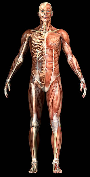 human body of человек с мышц и скелета прозрачный - shirtless human leg male isolated стоковые фото и изображения