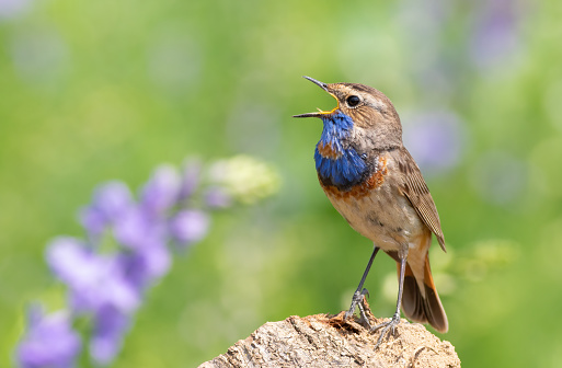 Bluethroat, Luscinia svecica. A male bird sings sitting on a stump against a beautiful background