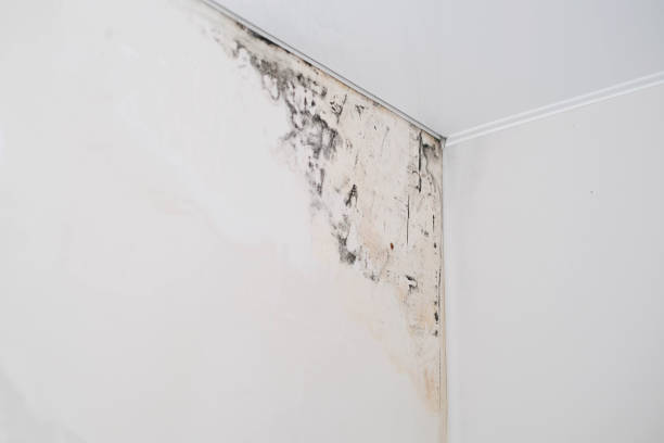 Mold on the wall under the wallpaper. Humidity in the apartment Mold on the wall under the wallpaper. Humidity in the apartment mold remediation near me stock pictures, royalty-free photos & images