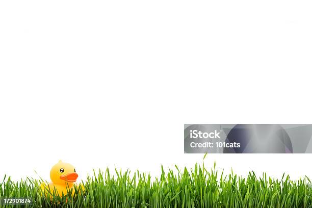 Grüne Gras Mit Ente Stockfoto und mehr Bilder von Fotografie - Fotografie, Freisteller – Neutraler Hintergrund, Frühling