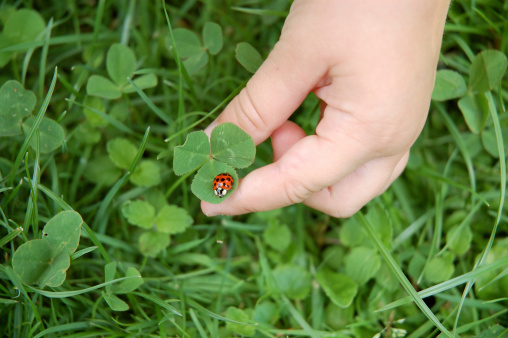 Child hand holding a shamrock with a ladybug sitting on it
